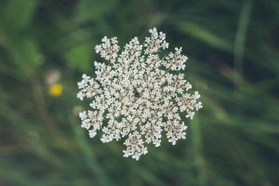 浅白色花朵的焦点
